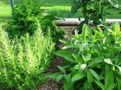 Herbs in the Garden