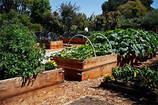 hillsborough-harvest-garden-multi-bed