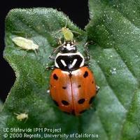 ladybug ucanr-square
