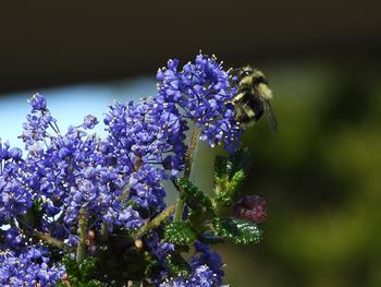 Julia Phelps ceanothus with bumble bee; Photo by Cathrin Callas