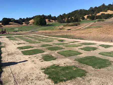 Turf grass testing at Meadow Brook in Marin County