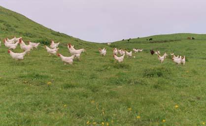 poultry on pasture