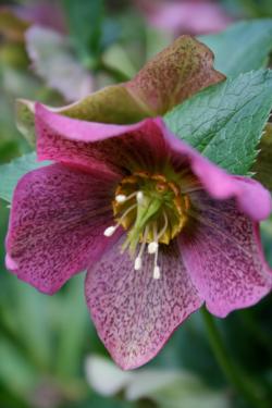 The Lenten rose comes in many colors.