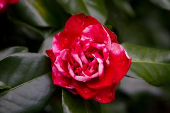 Camellias are a mainstay in the winter garden.