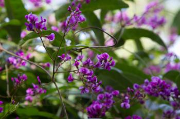 The lilac vine is a purple showstopper in winter.