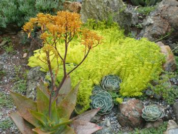 Succulents provide striking texture and color.