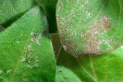 Thrips signs