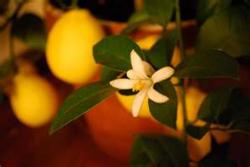 citrus blossoms