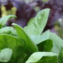 Growing In Your Garden Now - Spinach