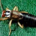Pest of the Month - Earwigs