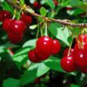 Growing In Your Garden Now - Cherries