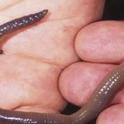 Gardening Tips - Earthworms