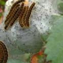Pest of the Month - Foliage-feeding caterpillars