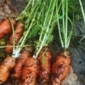 Growing In Your Garden Now - Carrots