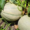 Growing In Your Garden Now - Cantaloupes