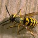 Pest of the Month - Yellowjackets