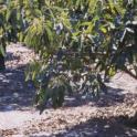 Gardening Tips - Irrigating your fruit trees in the summer