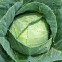 Growing In Your Garden Now - Cabbage