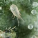Pest of the Month - Spider mites