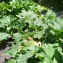 Growing In Your Garden Now - Rhubarb