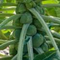 Growing In Your Garden Now - Brussels sprouts
