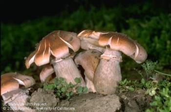 Mushrooms of oak root fungus