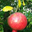 Growing In Your Garden Now - Pomegranates