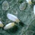 Pest of the Month - Whiteflies
