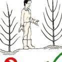 Gardening Tips - Planting Fruit Trees