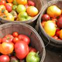 Growing In Your Garden Now - Tomatoes