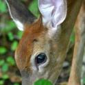 Pest of the Month - Deer