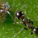 Pest of the Month - Ants