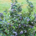 Growing In Your Garden Now - Blueberries