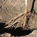 Growing In Your Garden Now - Bare Root Trees