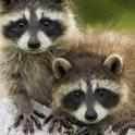 Pest of the Month - Raccoons