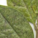 Pest of the Month - Thrips