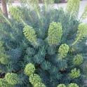 Gardening Tips - Euphorbia
