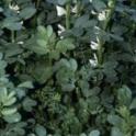 Gardening Tips - Cover Crops