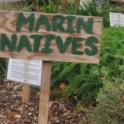 Growing In Your Garden Now - Marin Natives