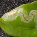 Pest of the Month - Citrus Leaf Miner