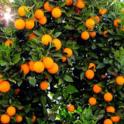 Growing In Your Garden Now - Citrus Tree Care