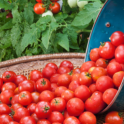 Gardening Tips - Baby Your Tomatoes