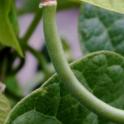 Growing in Your Garden Now - Beans