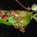 Pest of the Month - Peach Leaf Curl