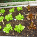 Growing in Your Garden Now - Winter Vegetables