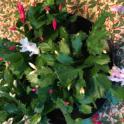 Growing in Your Garden Now - Christmas Cactus