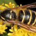 Pest of the Month - Wasps