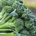 Growing in your Garden Now - Broccoli