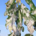 Pest of the Month - White powdery mildew on oak trees