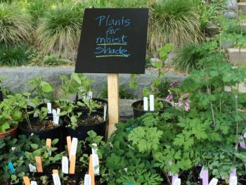 MG plant sale sign